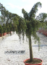 Juniperus sabina 'Tamariscifolia' 1/2 fusto