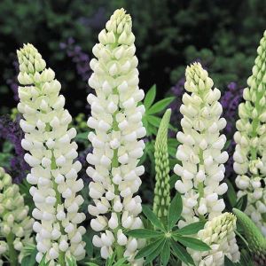 lupine-noble-maiden-russell-hybrid-lupinus-x2